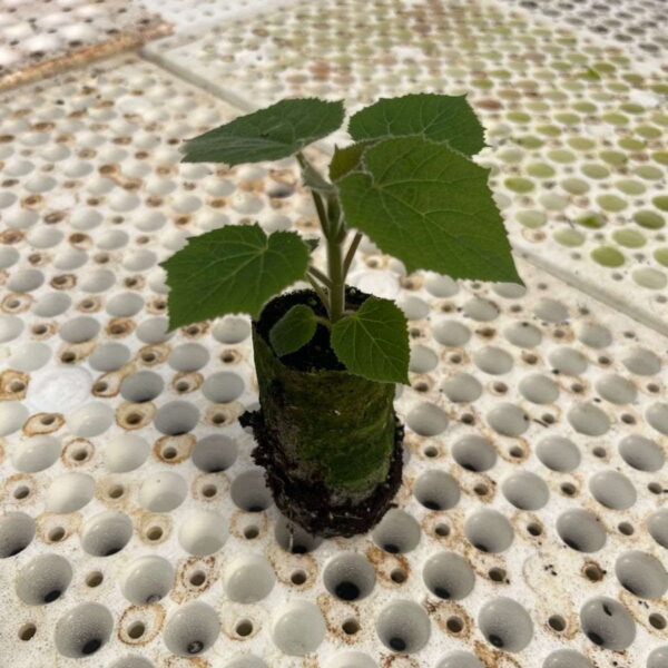 In Vitro CO₂ Seedling