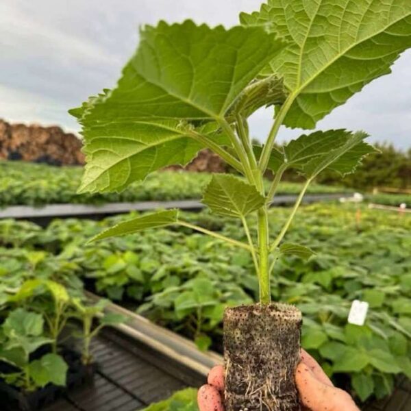 Paulownia Carbon Trees
