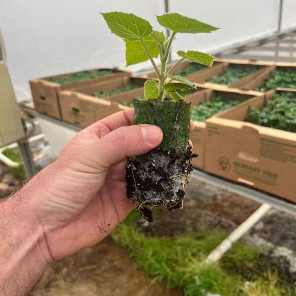 Paulownia Forest Pack (1 ha set)